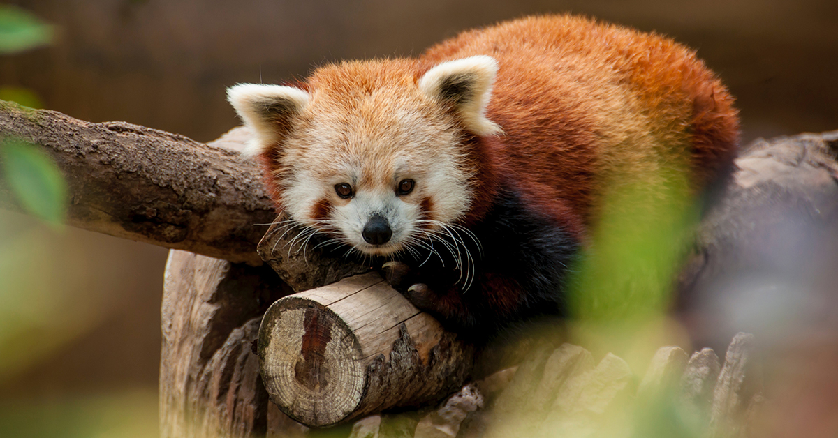 Airport Parking Denver A List Of The Best Zoos In The United States